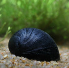 3 Black Helmet Nerite Snail     Algae Eater   Live Freshwater Snail