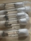 Lasius Neoniger Queen With Eggs  Feeder Insect