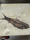 Knightia Fossil Fish Green River Formation Wyoming Limestone Slab 5    Eocene