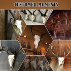  European Mount Skull Hanger  Skull Mount Hanger For Deer  Heavy Duty Euro 1