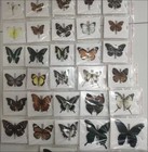 30 Pcs Random Assorted Butterfly Specimens Spread A- Grade Science Teaching