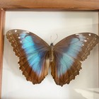Vintage Framed Blue Morpho Butterfly Display Costa Rica Wood Frame 7 25 
