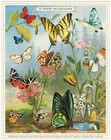 Cavallini   Co  World Of Butterflies Vintage Style 1000 Piece Puzzle