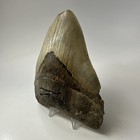Megalodon Shark Tooth 5 11 Inch - Huge - Wide Fossil - Authentic Teeth 19971