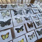 Rare 20-piece Real Butterfly Specimens With Spread Wings  Each Unique
