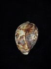 Cypraea Tigris Unique Color Formation 65 7mm No Collection Data  e021 