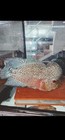 Flowerhorn Live Fish Fry -       kamfa F2        Super Vip Gene          Pack Of 3