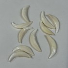 Lot Of 10 Assorted Coyote Fangs Teeth Goth Odd Craft Real Taxidermy Cleaned 3117