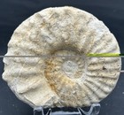 Very Nice On Both Sides 4    Cretaceous Texas Fossil Ammonite  M  Equidistans