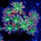 Arc Firework Clove Polyps     Live Coral Frag     Soft Coral     Beginner Friendly