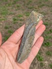 Rare Coal Mine Fossil Edestus Jaw Section With Tooth Quality Pyrite