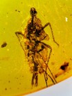 Fossil Amber Insect Burmite Burmese Cretaceous Cicadellidae Insect Myanmar