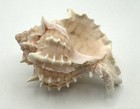 Pink Mouth Murex Seashell 3  Natural Coastal Ocean Decor Specimen