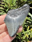 Natural Beautiful 2 55    Megalodon Tooth Fossil Shark Teeth