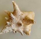 Large 6  Queen Horned Conch Sea Shell Natural Pink Ocean