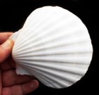 2 Xl White Irish Baking Scallop Shells  4 5-5   Restaurant Quality Beach Dining