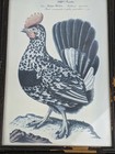 Vintage Antique German Cockerel Rooster Print C  1900 Rustic Frame 14  X 18 