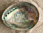 Abalone Shell 6  Rainbow Dish Mother Of Pearl Beach Bowl Iridescent Bowl