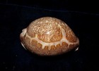 Cypraea Mappa Cowrie Sea Shells Beach Decor 2-1 2 To 3-1 2