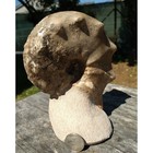 Ammonite Mammite Nodosoides   Big Rare Sample  