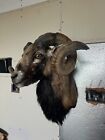 Large Animal Taxidermy Mounts