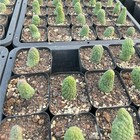 5-6cm 5pcs Cactis  Larryleachia Cactiformise Cactis Garden Rareplanting