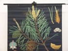 Jung Koch Quentell Plants Pine 1970 School Wall Picture Wall Picture 82x112 Cm