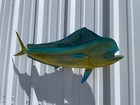 36  Bull Dolphin  mahi  Two Sided Fish Mount Replica - Quick Production