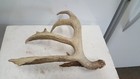 Wild 78  Typical 5 Pt Whitetail Deer Antler Shed Antlers Mule Mount Elk Moose