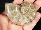 Rare  Unclassified Polished Ammonite Fossil From Madagascar 148gr