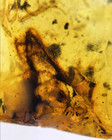 Burmite Fossil Cretaceous Amber Lizard Insect Head Burmese Amber Fossil Myanmar
