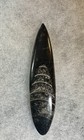 Polished Orthoceras Fossil 3 5in Morocco Nautiloid Repaired