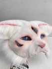 Therian Mask White Cat Cat Mask Animal Mask