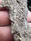 Rare Pennsylvanian Age Urchin With Spines matrix  Brownwood  Tx Wilson Claypit