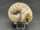 Baby 3    Texas Cretaceous Fossil Eopachydiscus Marcianus Ammonite W pyrite Nodule