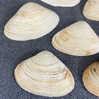 Set Of 7 Natural Clam Shells Beach Decor Craft Supplies Seaside Collection
