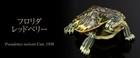 Bandai Gashapon Turtle 01 Action Figure Advance Florida Redbelly Turtle 10cm