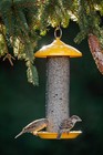 More Birds Finch Feeder Metal Screen Thistle Seed Yellow