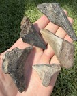 Fossil Megalodon Shark Tooth Lot Group Of Real Shark Teeth Fossils