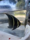 French Angelfish  pomacanthus Paru  net Caught med Size  Wysiwyg  Free Ship
