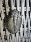Elrathia Kingii Trilobite Fossil Loose 509 Million Year Old  Cambrian Utah 4 62