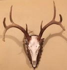 European Deer Skull Mount Plaque Oak Arrowhead W  Hanger  dark Walnut 