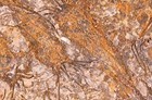 Fossil Eocrinoid  Ascocystites  From Morocco  2