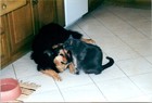 2001 Dog   Cat Sharing A Cozy Spot In Kitchen - Vintage Photo
