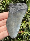 Natural Beautiful 3 35    Megalodon Tooth Fossil Shark Teeth