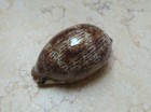 Cypraea Grayana Red Sea Shell Large Specimen Natural Glossy 70 3mm F     F   