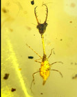 Cretaceous Fossil Burmese Amber Burmite Rare Sandfly Larvae Insect Amber Myanmar