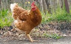 12 Cinnamon Queen Chicken Heavy Brown Layer Fertile Hatching Eggs Npip ai Clean 