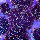 Rainbow Galaxea  Live Saltwater Lps Coral For Reef Aquarium 