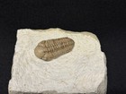Trilobite-bob Carroll Prep Oklahoma Black Cat Mountain Kaniops-fossils Crinoid